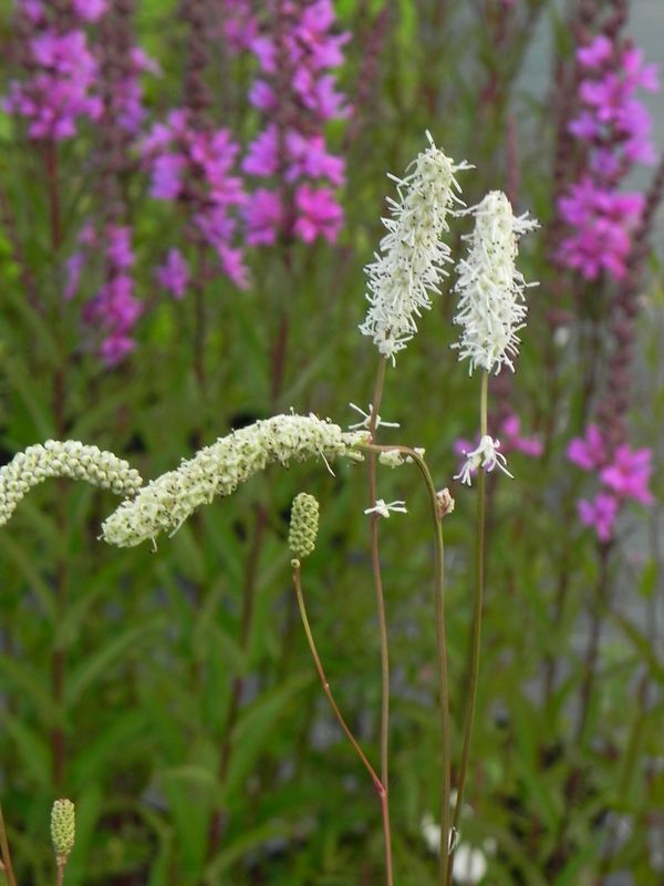 Sanguisorba tenuifolia ‘Alba’
