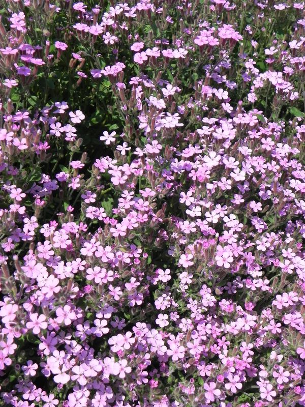 Saponaria ocymoides ‘Rosea’