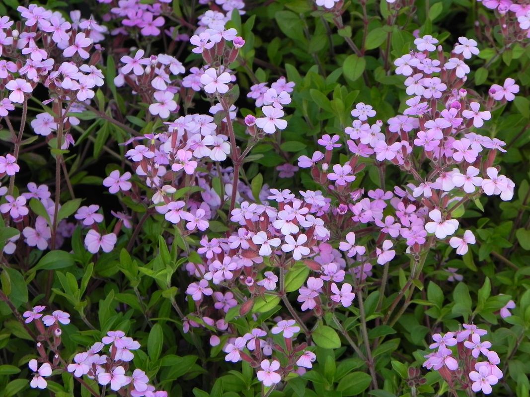 Saponaria ocymoides ‘Rosea’