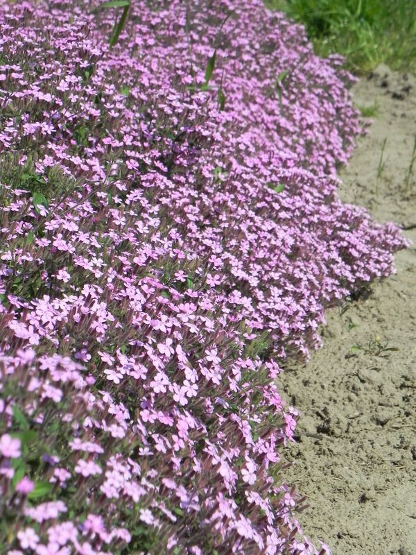 Saponaria ocymoides ‘Rosea’