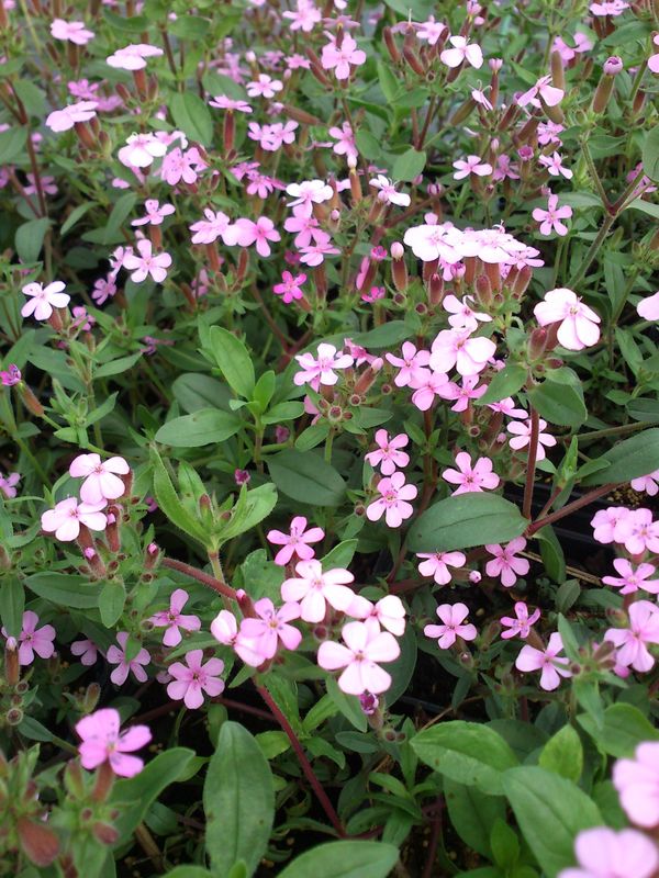 Saponaria ocymoides ‘Rosea’