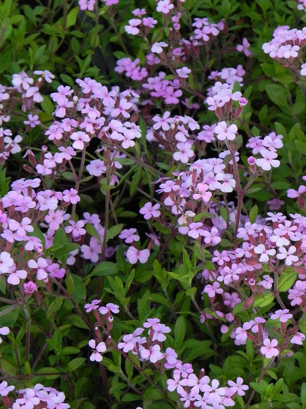 Saponaria ocymoides ‘Rosea’