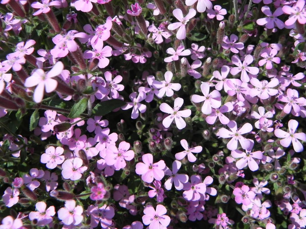Saponaria ocymoides ‘Rosea’
