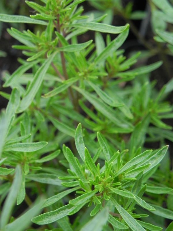 Satureja hortensis