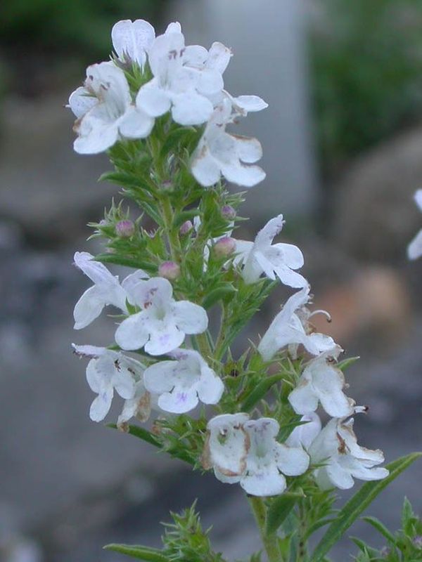 Satureja montana