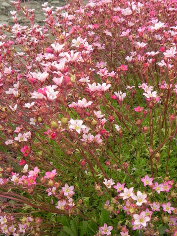 Saxifraga x arendsii ‘Carpet Pink’