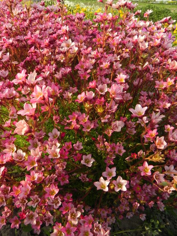 Saxifraga x arendsii ‘Carpet Pink’