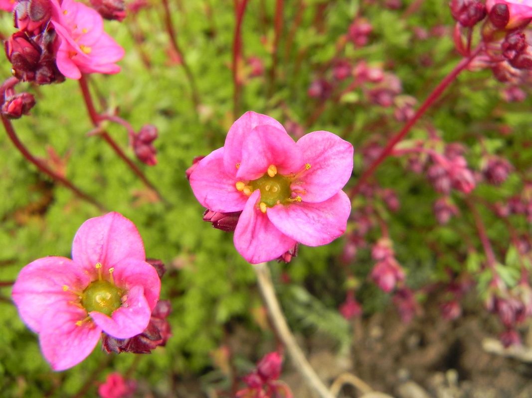 Saxifraga x arendsii ‘Carpet Pink’