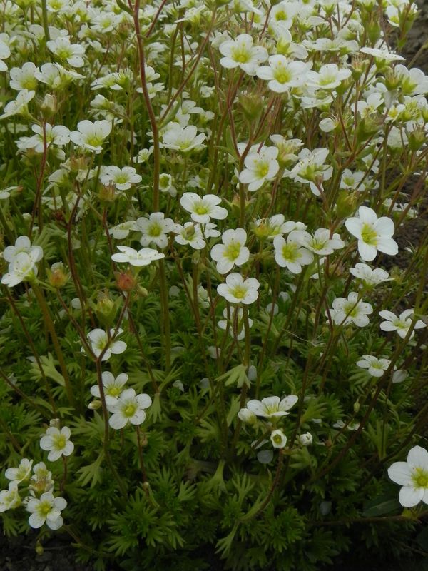 Saxifraga x arendsii ‘Carpet White’