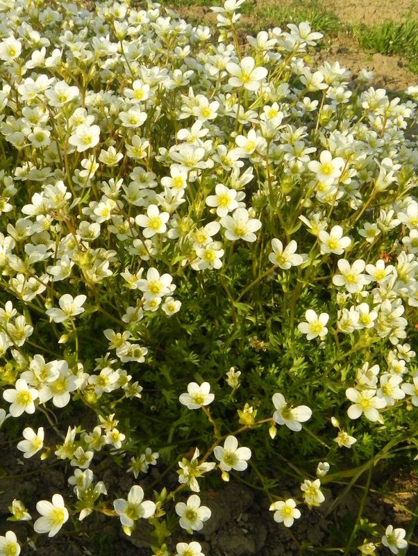Saxifraga x arendsii ‘Carpet White’