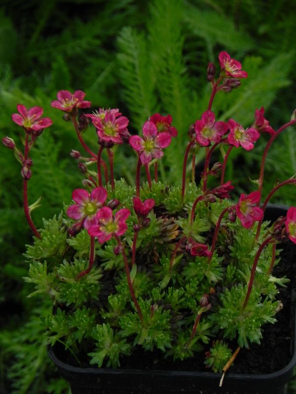 Saxifraga x arendsii ‘Pixie Rose’