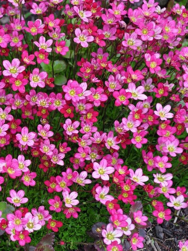 Saxifraga x arendsii ‘Carpet Purple Robe’