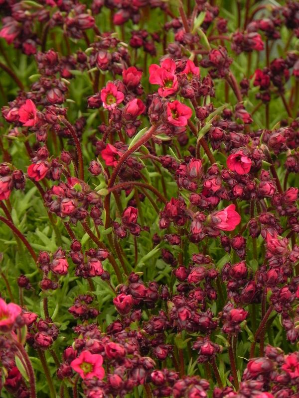 Saxifraga x arendsii ‘Marto Rose’
