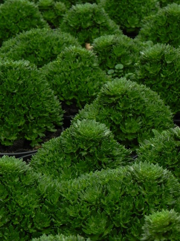 Saxifraga x arendsii ‘Marto Rose’