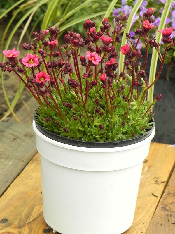 Saxifraga x arendsii ‘Marto Rose’