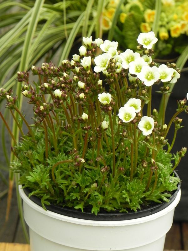 Saxifraga x arendsii ‘Marto White’