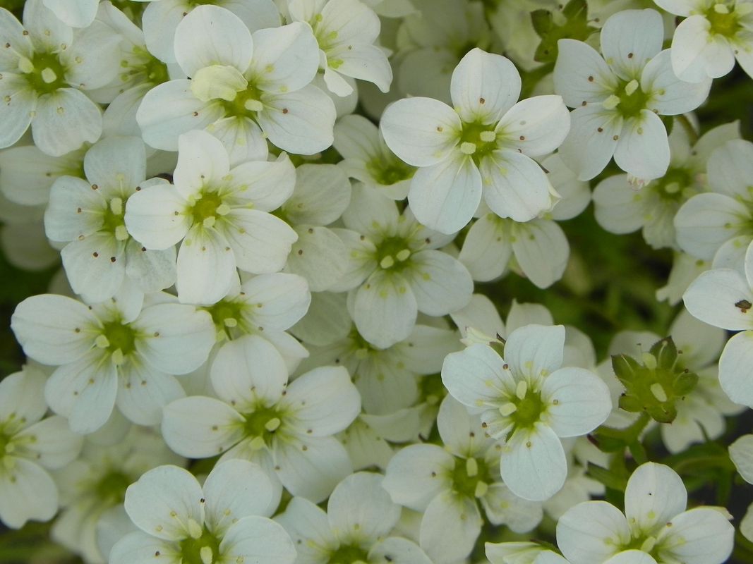 Saxifraga x arendsii ‘Marto White’