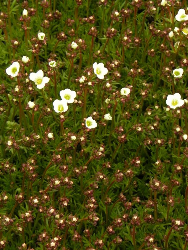 Saxifraga x arendsii ‘Marto White’