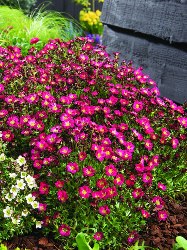Saxifraga x arendsii ‘Pixi Pan Red’