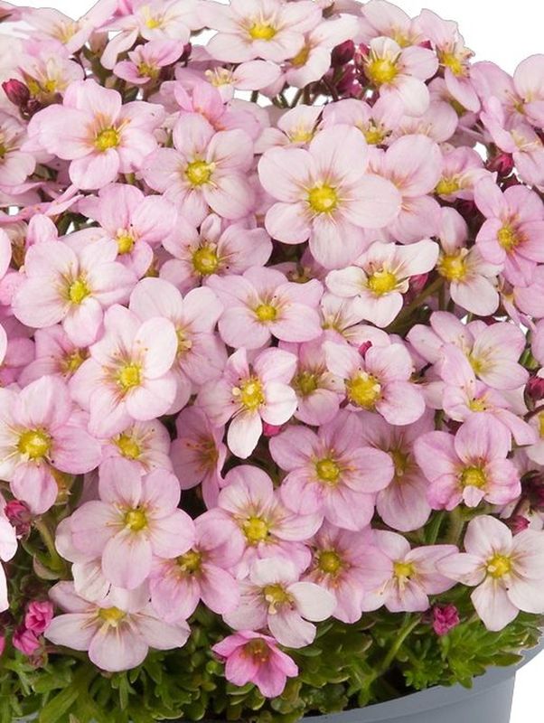 Saxifraga x arendsii ‘Ice Colour Appleblossom’