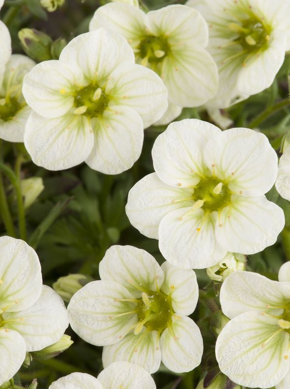 Saxifraga x arendsii ‘Limerock’