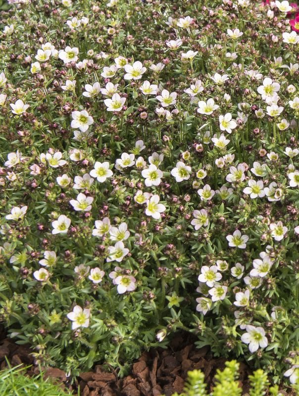 Saxifraga x arendsii ‘Pixi Pan Appleblossom’
