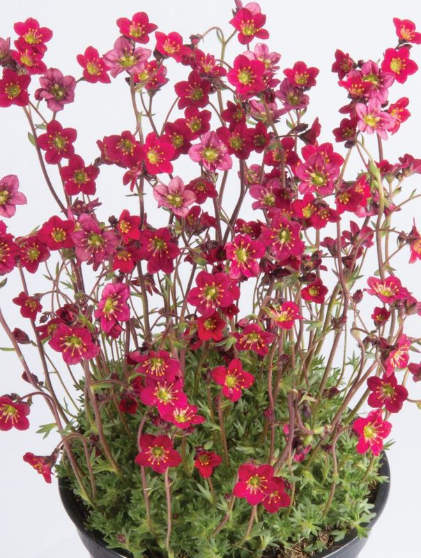 Saxifraga x arendsii ‘Saxony Red’