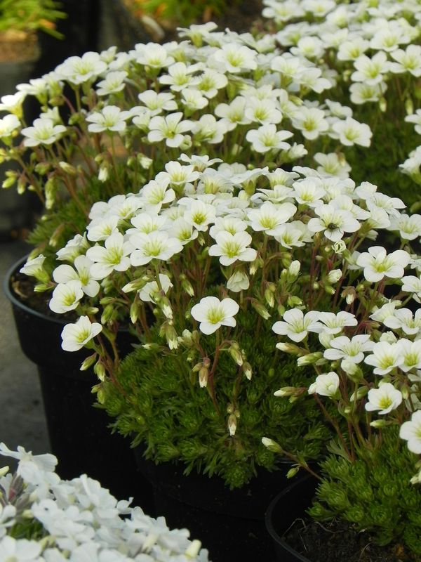 Saxifraga x arendsii ‘White Star’