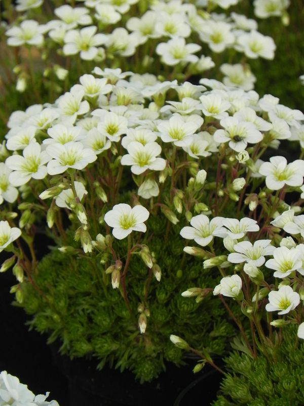 Saxifraga x arendsii ‘White Star’