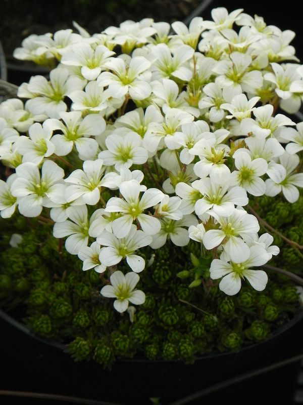 Saxifraga x arendsii ‘White Star’