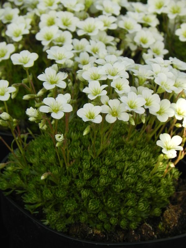Saxifraga x arendsii ‘White Star’