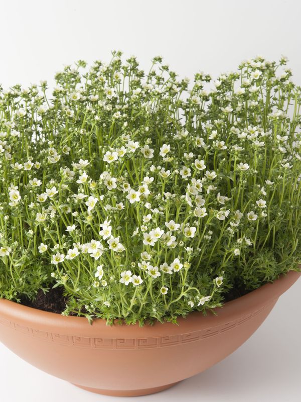 Saxifraga x arendsii ‘Saxony White’