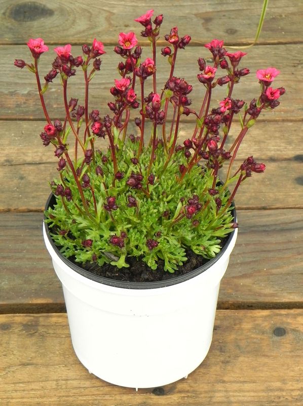 Saxifraga x arendsii ‘Marto Rose Impr.’