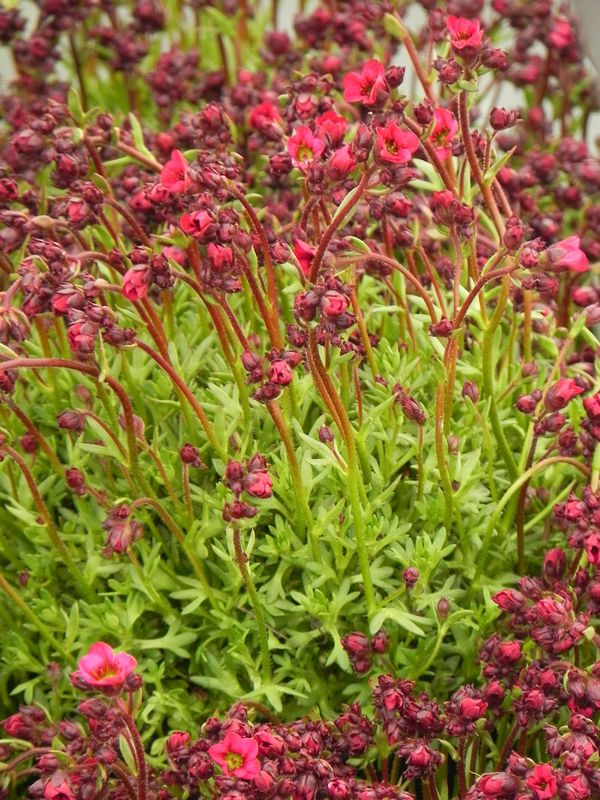 Saxifraga x arendsii ‘Marto Rose Impr.’