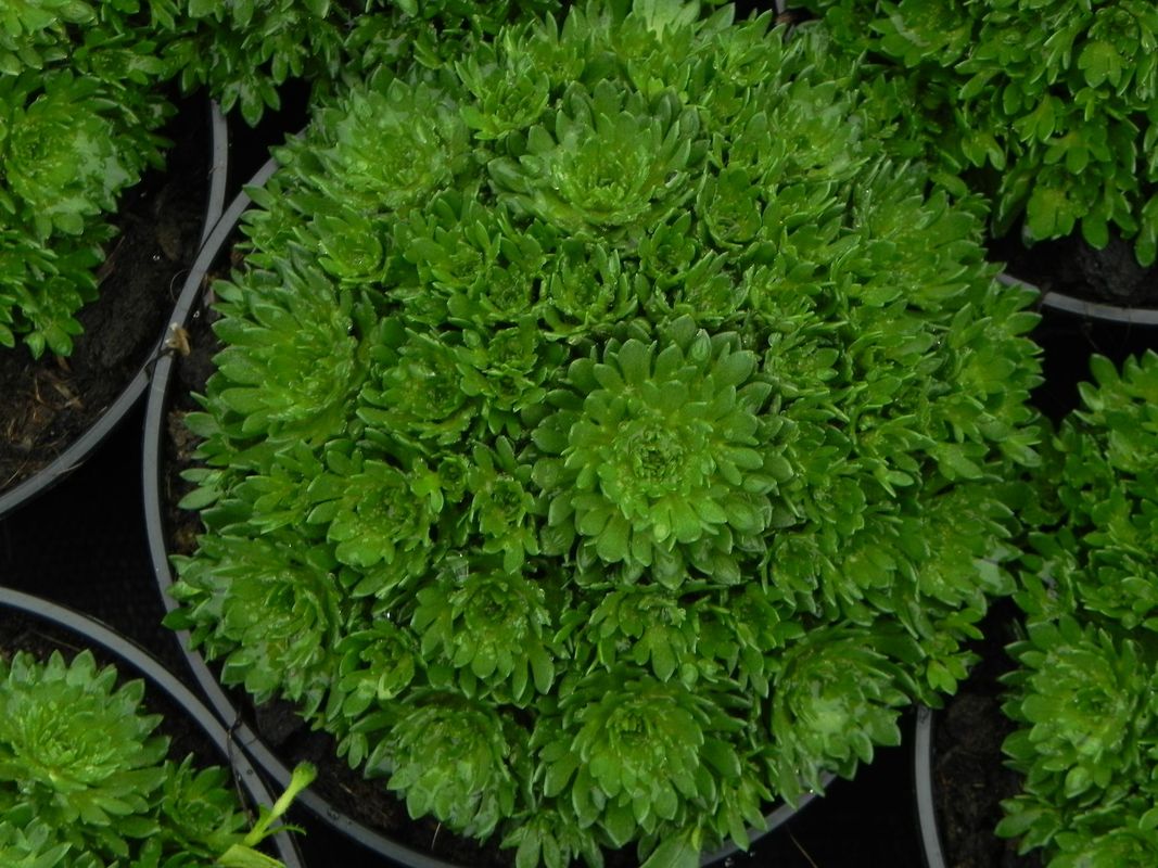 Saxifraga x arendsii ‘Marto Rose Impr.’
