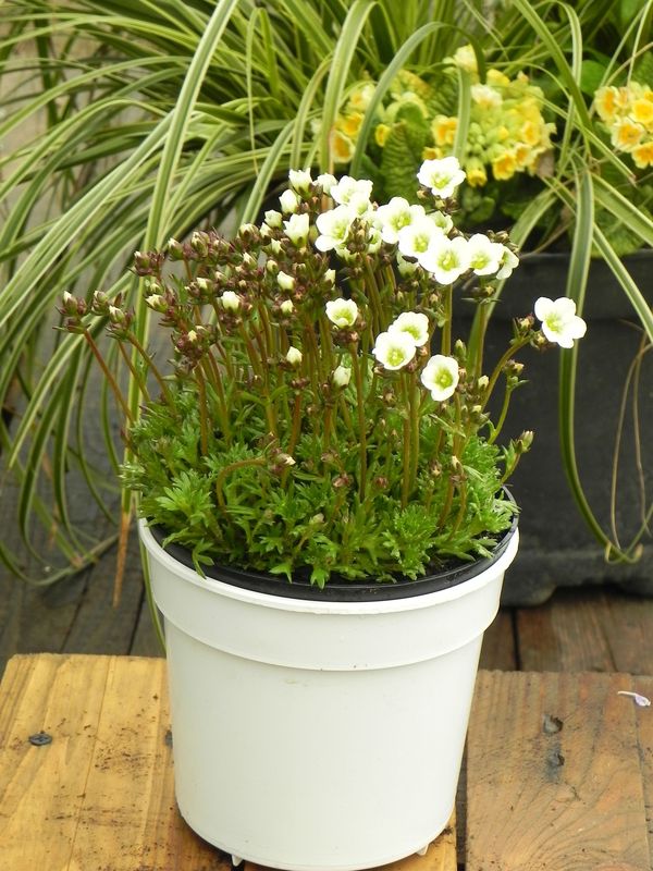 Saxifraga x arendsii ‘Marto White Impr.’