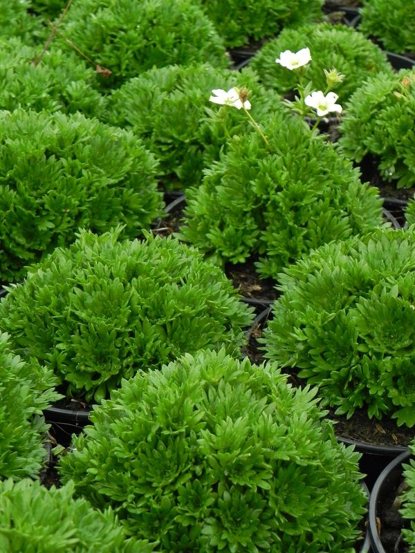 Saxifraga x arendsii ‘Marto White Impr.’