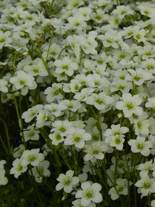 Saxifraga x arendsii ‘Marto White Impr.’
