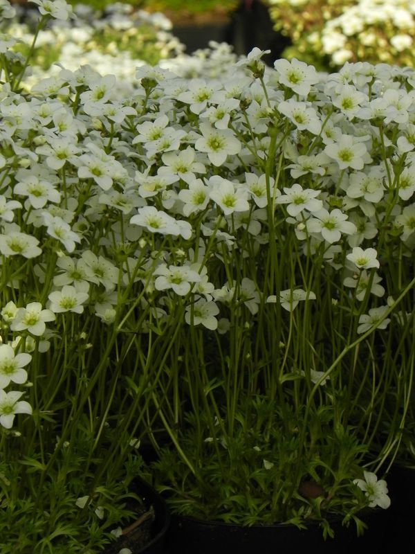 Saxifraga x arendsii ‘Marto White Impr.’