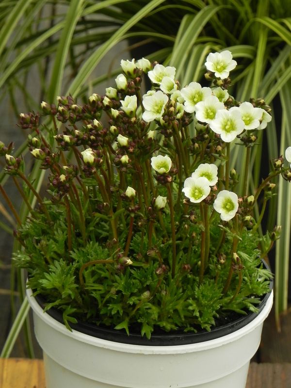 Saxifraga x arendsii ‘Marto White Impr.’