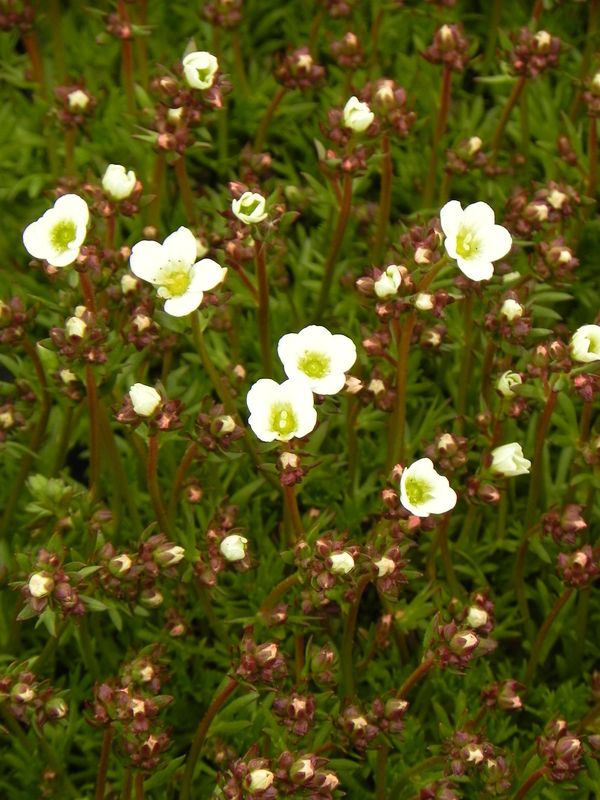 Saxifraga x arendsii ‘Marto White Impr.’