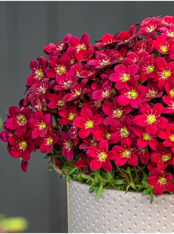 Saxifraga x arendsii ‘Ice Colour Red’