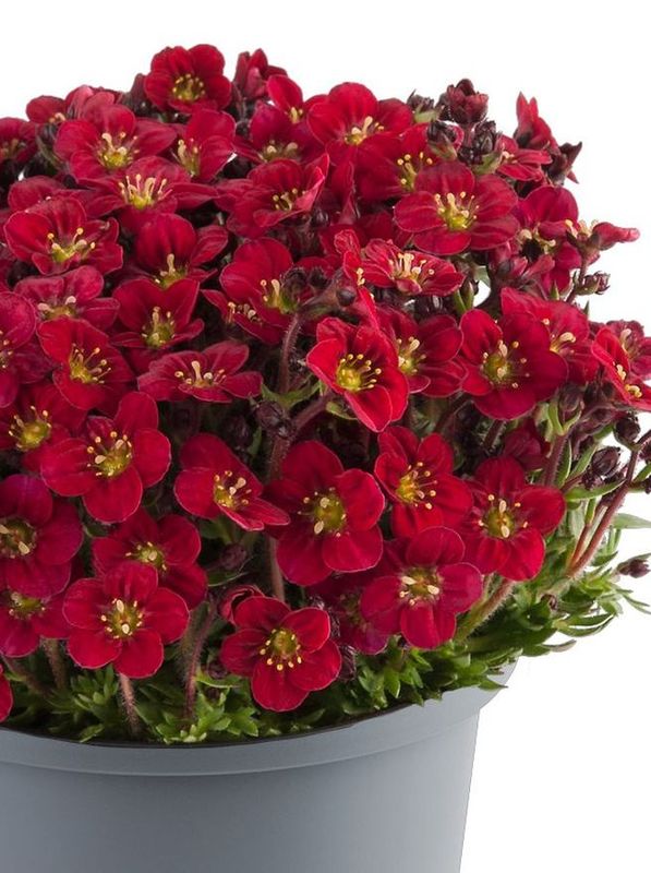 Saxifraga x arendsii ‘Marto Red’