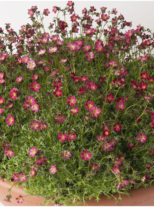 Saxifraga x arendsii ‘Peter Pan’