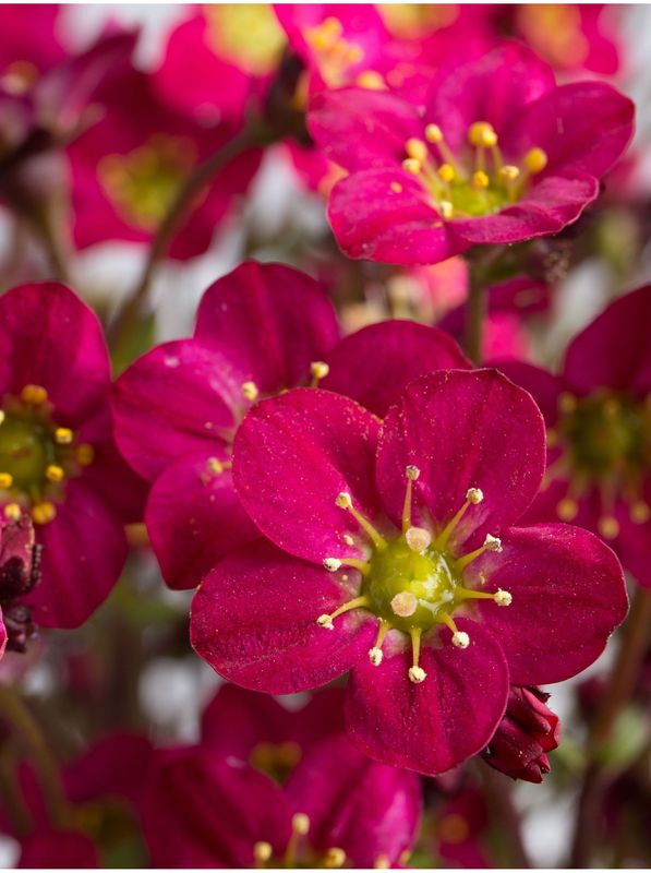 Saxifraga x arendsii ‘Marto Hot Rose’