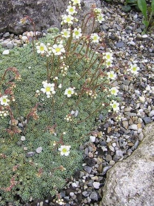 Saxifraga multiflora ‘Minutifolia’
