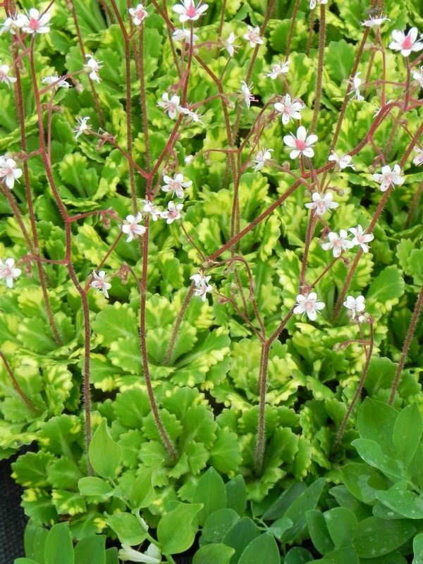 Saxifraga umbrosa ‘Variegata’