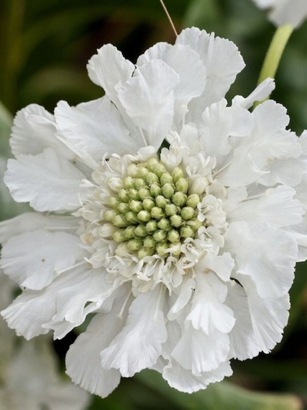Scabiosa caucasica ‘Fama White’