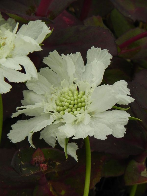Scabiosa caucasica ‘Perfecta Alba’