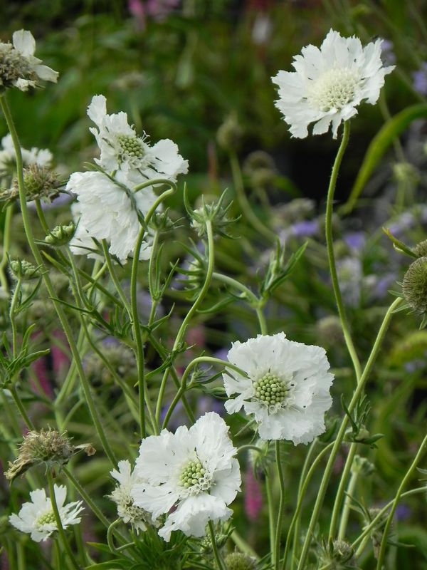 Scabiosa caucasica ‘Perfecta Alba’